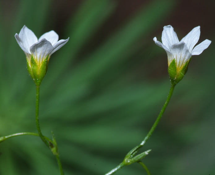 Linum catharticum / Lino purgativo